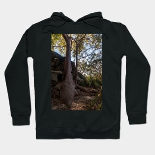 Bushland at Kincumber Mountain on NSW Central Coast Hoodie